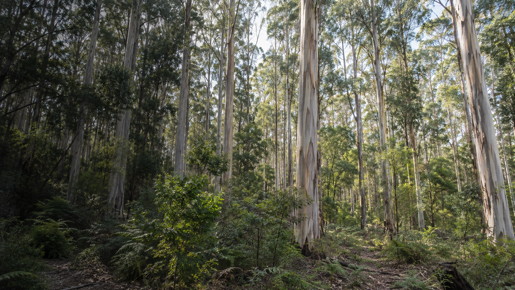 AI-generated scene of pale karri trunks and green forest undergrowth, inspired by Boranup